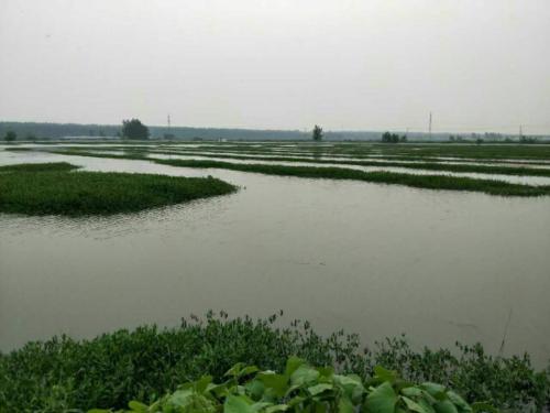 開春后小龍蝦如何養(yǎng)殖才能確保一個良好的開局?